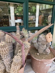 Hoodia