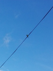 Merops orientalis ceylonicus