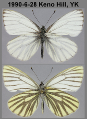 Pieris angelika
