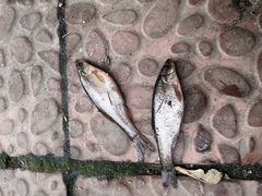 Rhynchocypris percnurus