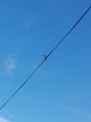 Merops orientalis ceylonicus