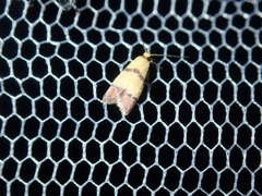 Heteroteucha distephana