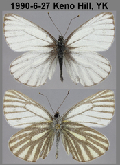 Pieris angelika