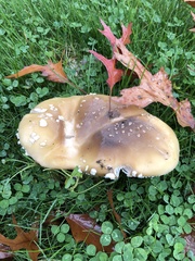 Amanita umbrinidisca
