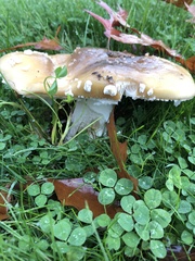 Amanita umbrinidisca