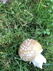 Amanita umbrinidisca