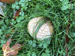 Amanita umbrinidisca