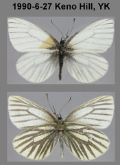 Pieris angelika