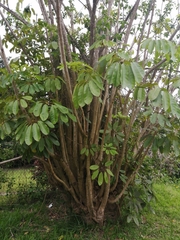 Heptapleurum actinophyllum