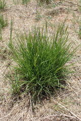 Setaria sphacelata torta