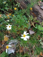 Tripleurospermum inodorum