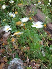 Tripleurospermum inodorum