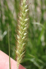 Setaria sphacelata torta