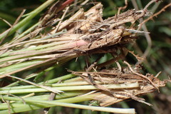 Setaria sphacelata torta