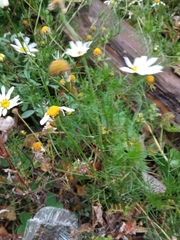 Tripleurospermum inodorum