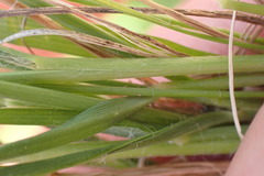 Setaria sphacelata torta