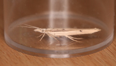 Ypsolopha mucronella
