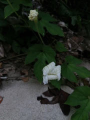 Polyclathra cucumerina