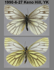 Pieris angelika