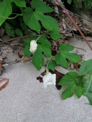 Polyclathra cucumerina
