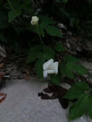 Polyclathra cucumerina