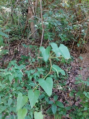 Philodendron jacquinii