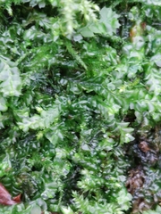 Fuscocephaloziopsis lunulifolia