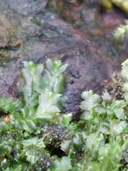 Fuscocephaloziopsis lunulifolia