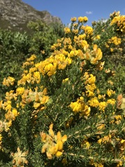 Aspalathus excelsa