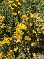 Aspalathus excelsa