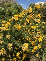 Aspalathus excelsa