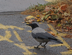 Corvus cornix