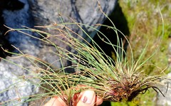 Ficinia quinquangularis