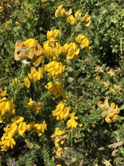 Aspalathus excelsa