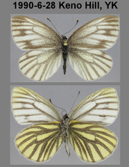 Pieris angelika