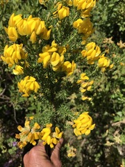 Aspalathus excelsa