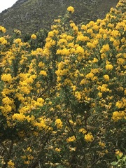 Aspalathus excelsa