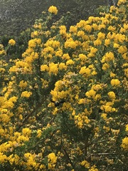 Aspalathus excelsa