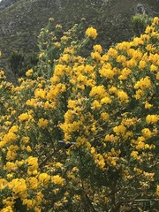 Aspalathus excelsa