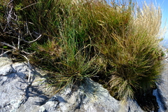 Ficinia quinquangularis