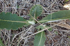 Berkheya carlinopsis