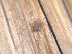 Spermophora senoculata