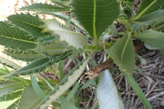 Berkheya carlinopsis