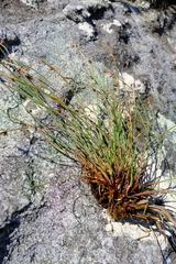 Ficinia quinquangularis