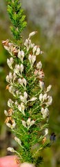 Erica penicilliformis
