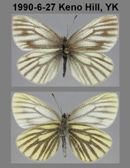 Pieris angelika