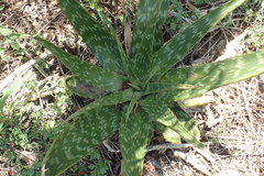 Aloe greatheadii