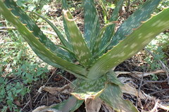 Aloe greatheadii