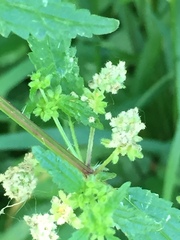 Urtica chamaedryoides