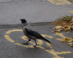 Corvus cornix
